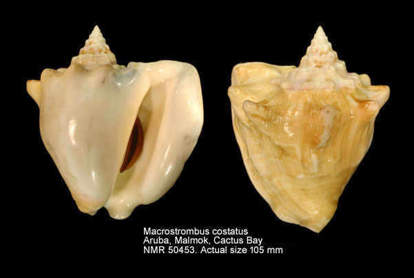 Macrostrombus costatus.jpg - Macrostrombus costatus (Gmelin,1791)